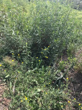 Bahçede yeşil yapraklar