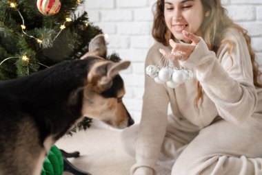Genç çekici bir kadın Noel ağacını süslüyor ve köpeklerle oynuyor.