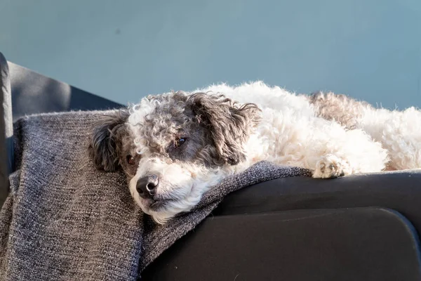 Φροντίδα Κατοικίδιων Εσωτερικό Χαριτωμένο Μικτή Φυλή Σκυλί Κοιμάται Στο Σαλόνι — Φωτογραφία Αρχείου