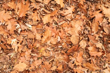 Sarı ve turuncu sonbahar yaprakları yere dökülür, doğaya düşer.