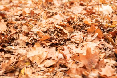 Sarı ve turuncu sonbahar yaprakları yere dökülür, doğaya düşer.