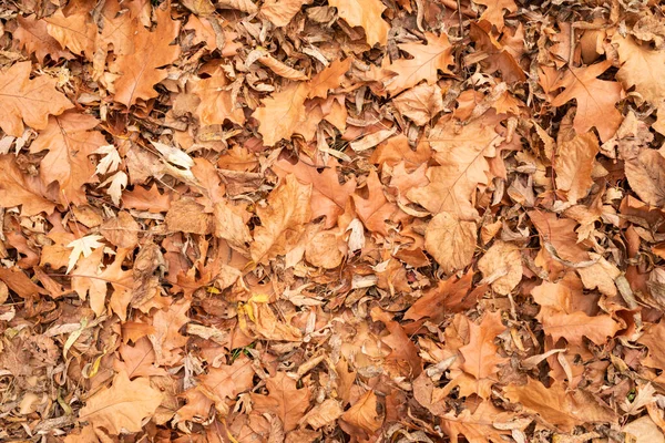 Sarı ve turuncu sonbahar yaprakları yere dökülür, doğaya düşer.