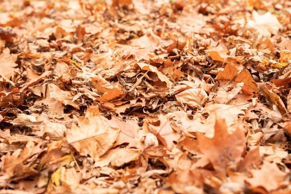 Sarı ve turuncu sonbahar yaprakları yere dökülür, doğaya düşer.