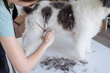 Hayvan bakımı. Hayvan bakımı. Gözlüklü, gülümseyen beyaz kadın kuaförde Bizon friz köpeği tımar ediyor.
