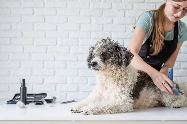 Cuidado Mascotas Aseo Mascotas Sonriente Mujer Caucásica Gafas Aseo Bichon —  Fotos de Stock