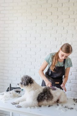 Hayvan bakımı. Hayvan bakımı. Gözlüklü, gülümseyen beyaz kadın kuaförde Bizon friz köpeği tımar ediyor.