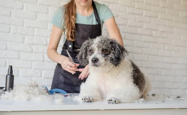 Cura Degli Animali Pet Grooming Sorridente Donna Caucasica Occhiali Governare — Foto Stock