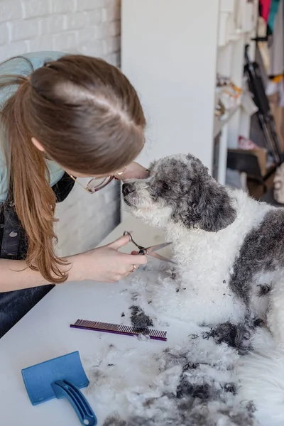 Huisdierenzorg Huisdierverzorging Glimlachende Blanke Vrouw Bril Verzorgen Bichon Frise Hond — Stockfoto