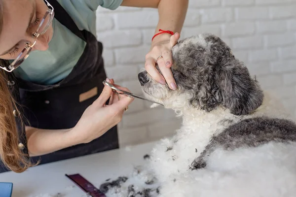 Sällskapsdjur Vård Djurskötsel Kaukasiska Kvinna Glasögon Grooming Bichon Frise Hund — Stockfoto