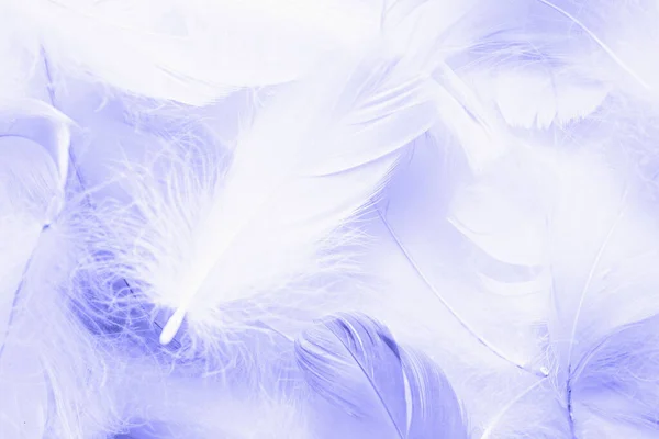 Soft, fluffy white feathers on pastel blue background. Minimalism style.  Stock Photo by ©anastasiafotoss 121467898
