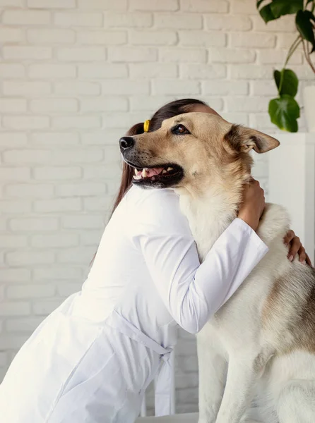 Veterinář Vyšetřující Psa Štěně Veterináře Zvířecí Klinika Kontrola Mazlíčků Očkování — Stock fotografie