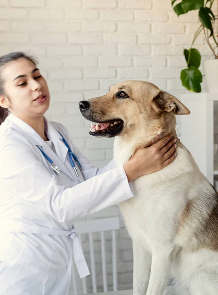 Veterinář Vyšetřující Psa Štěně Veterináře Zvířecí Klinika Kontrola Mazlíčků Očkování — Stock fotografie