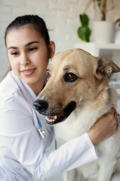 Veterinář Vyšetřující Psa Štěně Veterináře Zvířecí Klinika Kontrola Mazlíčků Očkování — Stock fotografie