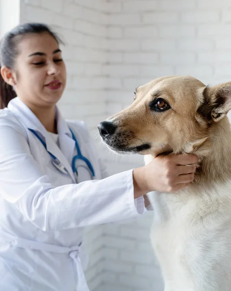 Veterinář Vyšetřující Psa Štěně Veterináře Zvířecí Klinika Kontrola Mazlíčků Očkování — Stock fotografie