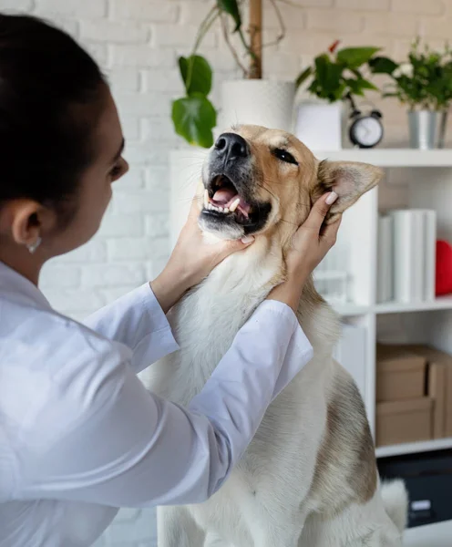 Dierenonderzoekende Hond Puppy Bij Dierenarts Dierenkliniek Huisdier Controle Vaccinatie Gezondheidszorg — Stockfoto