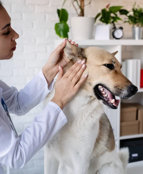 Veterinario Cane Esaminatore Cucciolo Dal Medico Veterinario Clinica Animali Controllo — Foto Stock