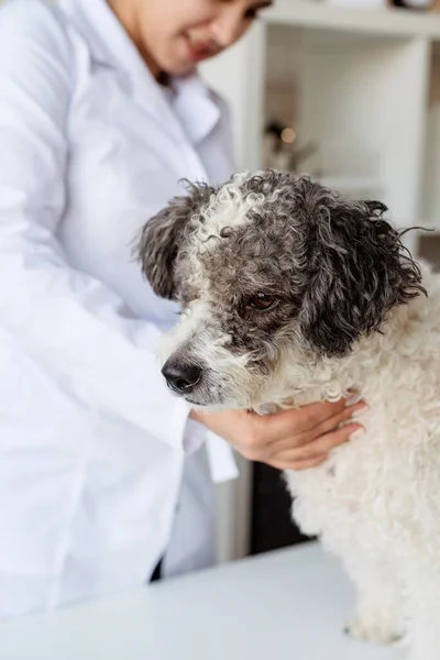 Dierenonderzoekende Hond Puppy Bij Dierenarts Dierenkliniek Huisdier Controle Vaccinatie Gezondheidszorg — Stockfoto