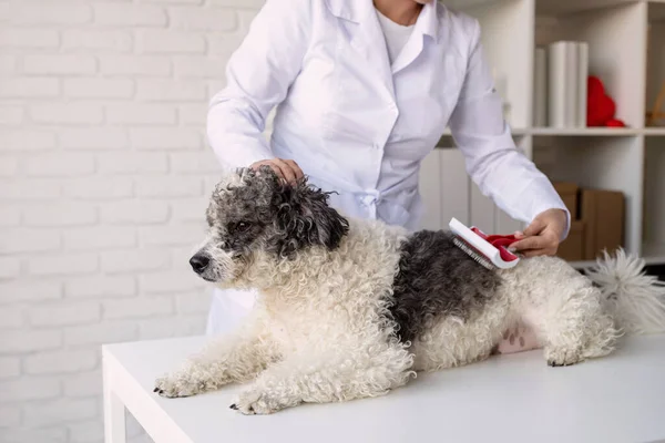 Dierenonderzoekende Hond Puppy Bij Dierenarts Dierenkliniek Huisdier Controle Vaccinatie Gezondheidszorg — Stockfoto