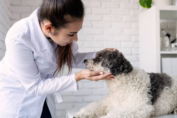 Veterinář Vyšetřující Psa Štěně Veterináře Zvířecí Klinika Kontrola Mazlíčků Očkování — Stock fotografie