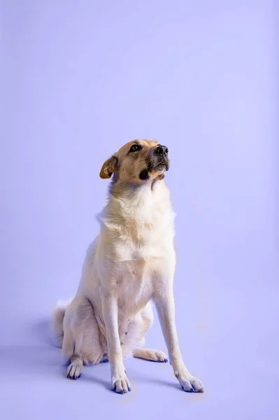 Retrato de cão pastor de raça mista adorável isolado em fundo muito tonificado peri — Fotografia de Stock