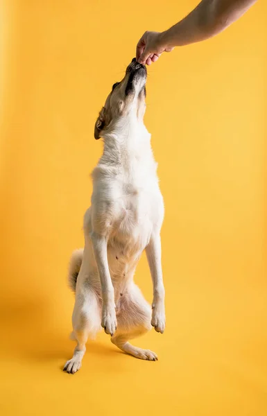 Retrato de cão pastor de raça mista adorável isolado no fundo amarelo, homem mão dando animal de estimação um lanche — Fotografia de Stock