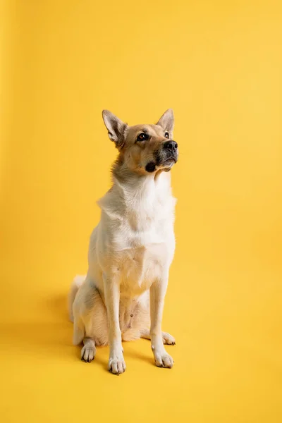 Retrato de cão pastor de raça mista adorável isolado no fundo amarelo — Fotografia de Stock