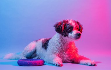 Hayvan portresi, neon ışıklar. Renkli lambaların ışığında melez köpek portresi.