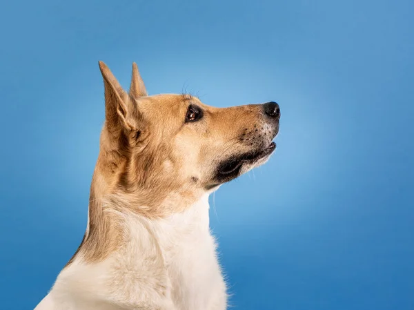 Misto Raça Pastor Cão Retrato Azul Fundo — Fotografia de Stock