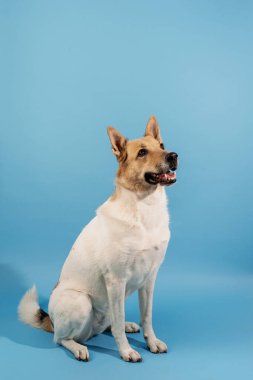 Mavi arka planda melez çoban köpeği portresi
