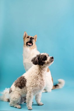 Karışık bichon frise ve çoban köpekleri mavi arka planda