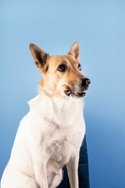 Mavi arka planda melez çoban köpeği portresi