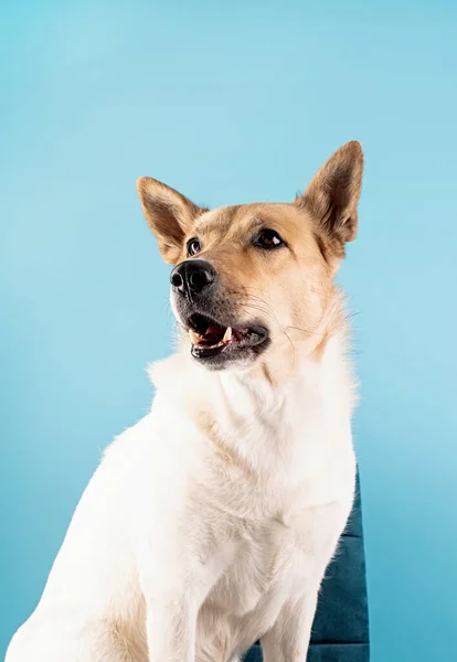 Misto Raça Pastor Cão Retrato Azul Fundo — Fotografia de Stock