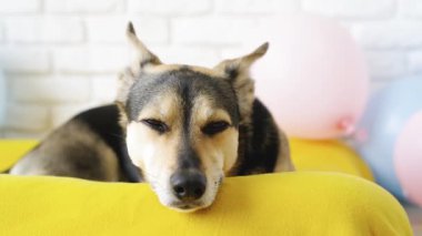 Hayvan bakımı konsepti. Tatlı yorgun melez köpek, köpek yatağında uyuyor.