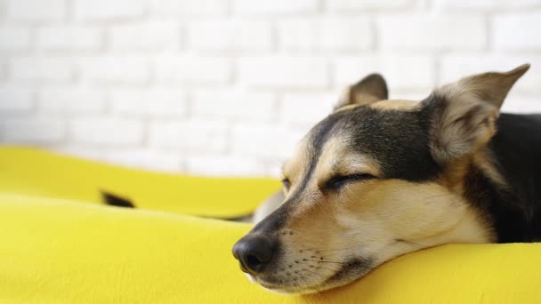 Conceito Cuidados Com Animais Bonito Cansado Misto Raça Cão Deitado — Vídeo de Stock