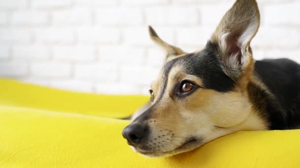 Concepto Cuidado Mascotas Lindo Cansado Mixto Raza Perro Acostado Perro — Vídeo de stock