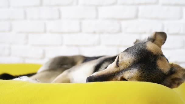 Husdjursskötsel Söt Trött Blandras Hund Liggande Hund Säng Sover — Stockvideo