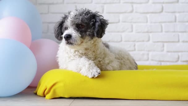 宠物护理的概念 可爱的卷曲混种狗躺在狗床上 环顾四周 咀嚼着 — 图库视频影像