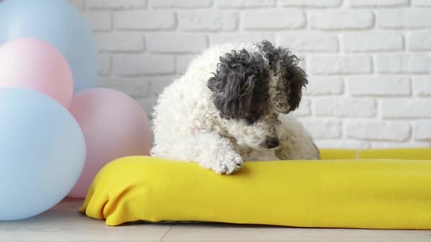Haustierpflegekonzept Niedliche Lockige Mischlingshündin Liegt Auf Hundebett Und Schaut Sich — Stockvideo