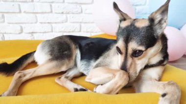 Hayvan bakımı konsepti. Parlak sarı köpek yatağında uzanmış tatlı yorgun melez köpek partiden sonra uykuya dalıyor, arka planda balonlar.