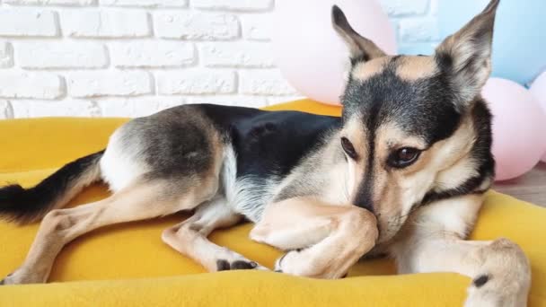 宠物护理的概念 可爱的累了的混血狗躺在明亮的黄色狗床上 派对后睡着了 背景上的气球 — 图库视频影像