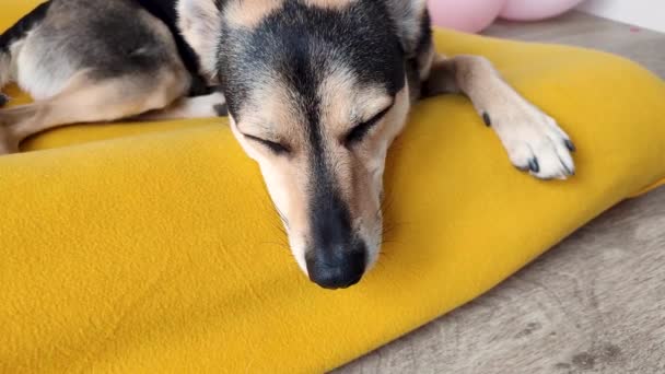 ペットケアの概念 パーティーの後に眠りに落ちる明るい黄色の犬のベッドの上に寝そべってかわいい疲れ混合品種の犬 背景に風船 — ストック動画