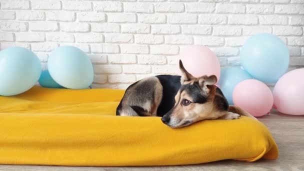 Милий втомлений змішаний собака, що лежить на яскраво-жовтому собачому ліжку спить — стокове відео