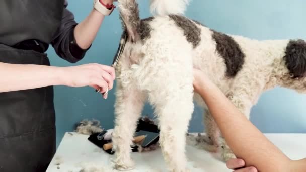 Home grooming. Female groomer making dog hygiene cut at home with owner help, mixed breed dog — Vídeo de Stock