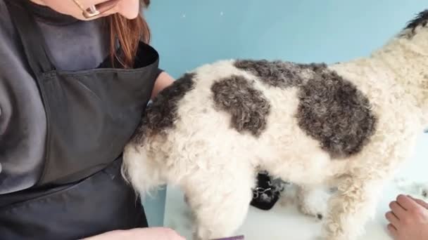 Home grooming. Female groomer cutting dog hair at home with owner help, mixed breed dog — Video