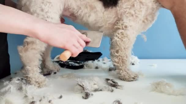 Home grooming. Female groomer combing dog hair at home with owner help, mixed breed dog — 图库视频影像