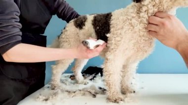Home grooming. Female groomer cutting dog hair at home with owner help, mixed breed dog