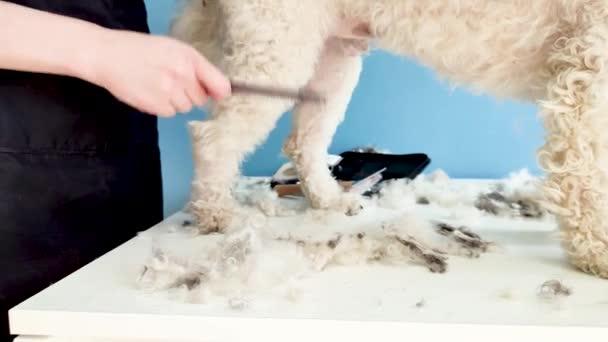 Home grooming. Female groomer combing dog hair at home with owner help, mixed breed dog — Stockvideo