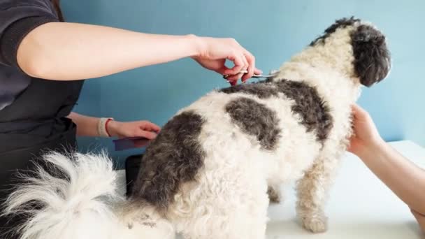 Home grooming. Female groomer cutting dog hair at home with owner help, mixed breed dog — 图库视频影像