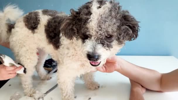 Female groomer cutting dog hair at home with owner help, mixed breed dog. Tired dog at groomer — Stok video