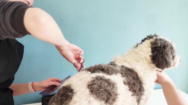Home grooming. Female groomer cutting dog hair at home with owner help, mixed breed dog — Vídeo de Stock